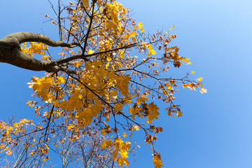 autumn season