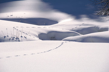 Spur im Schnee