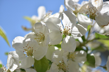 Kirschbaumblüte
