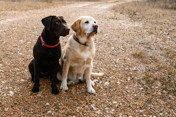 Brauner und heller Labrador 
