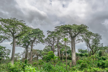 Fototapeta na wymiar View with typical tropical landscape, baobab trees and other types of vegetation, cloudy sky as background