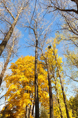 trees in the autumn season
