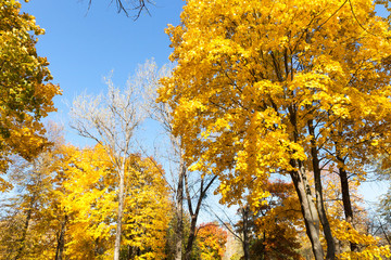 Fototapeta premium trees in the autumn season