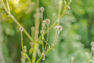 Sch&ouml;ne gr&uuml;ne Pflanze im Sonnenlicht
