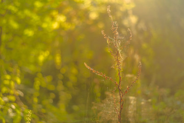 Schöne grüne Pflanze im Sonnenlicht