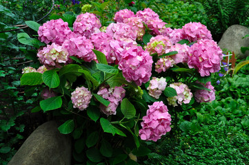 Fototapeta premium Flowers in the garden - Hydrangea pink