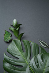 Fresh tropical leaves on grey background