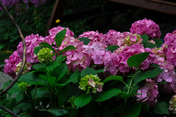 flowers in the garden - Hydrangea pink