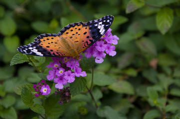 蜜を吸うツマグロヒョウモン