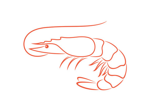 recommend clip art: Shrimp outline. Isolated shrimp on white background. Prawns outline
