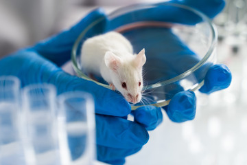 Scientist holding white laboratory mouse in hands