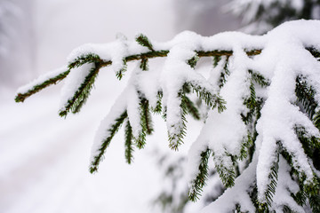 Schöne zugeschneite Natur mit Baumästen