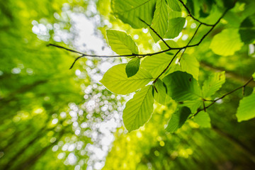 Schöne grüne Blätter in hellem Sonnenlicht