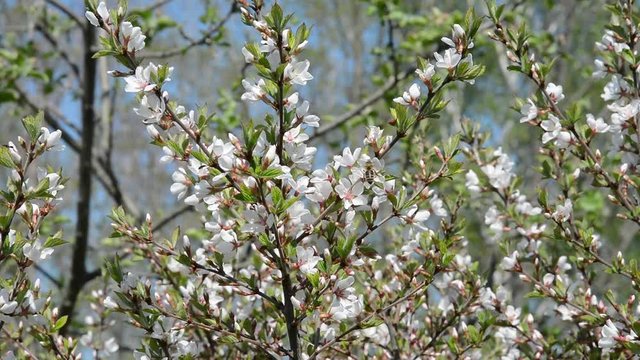 Blooming cherry-tree