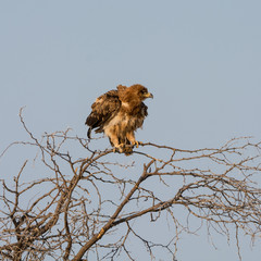 Juvenile Tawny Eagle