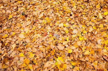 dull maple leaves falling to the ground