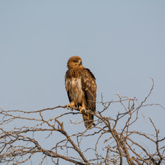 Juvenile Tawny Eagle