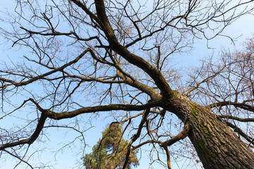 Fototapeta na wymiar tall old trees