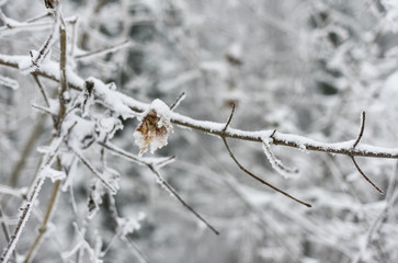 Schöne zugeschneite Natur mit Baumästen