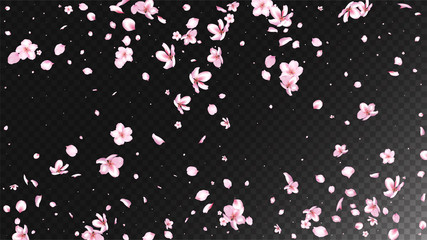 Nice Sakura Blossom Isolated Vector. Summer Flying 3d Petals Wedding Texture. Japanese Bokeh Flowers Wallpaper. Valentine, Mother's Day Tender Nice Sakura Blossom Isolated on Black