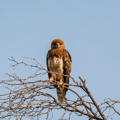 Juvenile Tawny Eagle