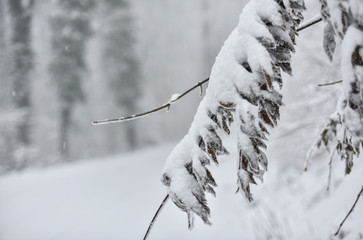 Schöne zugeschneite Natur mit Baumästen