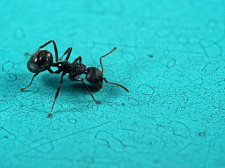 Macro Photo of Black Garden Ant on Turquoise Floor