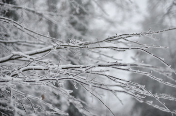 Schöne zugeschneite Natur mit Baumästen