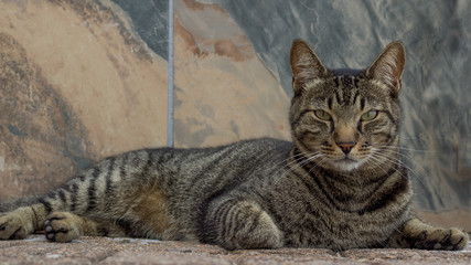 street cat looking into the camera 