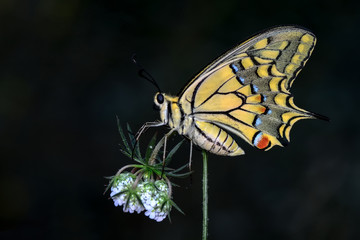 Closeup  beautiful butterflies sitting on flower