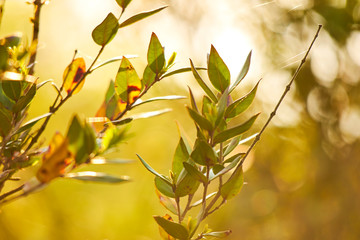 Field of spring flowers and sunny day