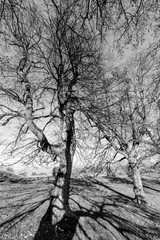 Schöner kahler Baum