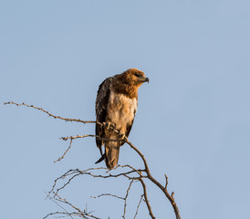 Juvenile Tawny Eagle
