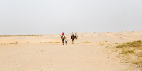 Fototapeta na wymiar Three camels and four people in the desert Sahara, Tunisia