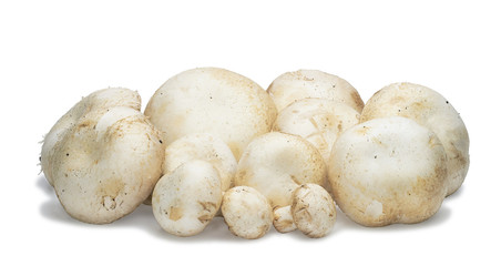 Champignon mushrooms artificially grown on a white background