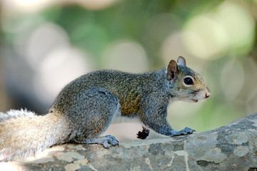 Grauhörnchen in Florida