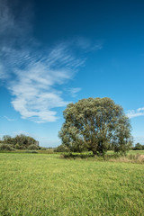 Fototapeta na wymiar Big willow tree, meadow and white cloud on blue sky
