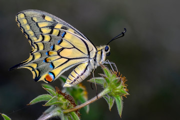 Closeup  beautiful butterflies sitting on flower © blackdiamond67