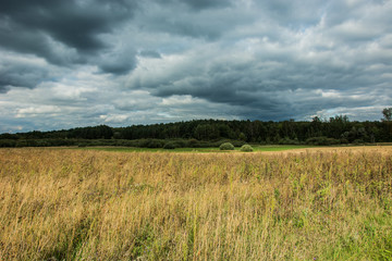 Obraz premium Dry and tall grass in a wild meadow, forest and dark rainy clouds