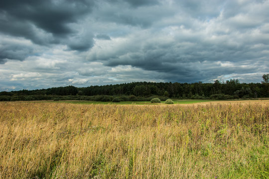 Dry and tall grass in a wild meadow, forest and dark rainy clouds