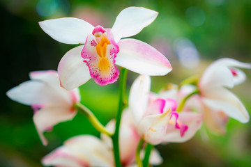 Fototapeta premium Close-up shot branch of pink spotted orchids on green bokeh nature background.