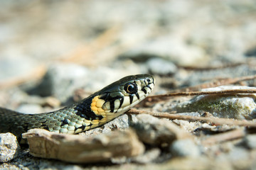 The head of grass snake, natrix natrix crawling on the ground
