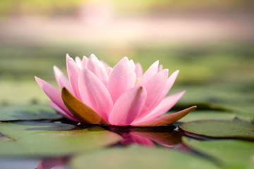 Beautiful light pink of water lily or lotus with yellow pollen on surface of water in pond. Side view and peace concept.