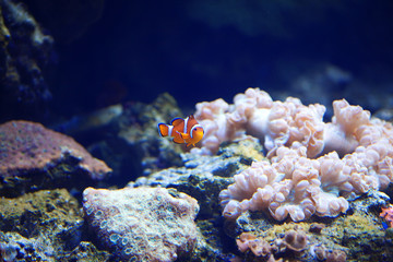 Fototapeta na wymiar White-orange clown fish swims among the corals.