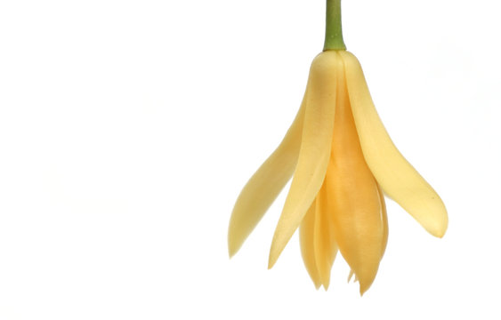 Champaka Flowers on white background