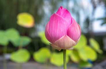 Pink lotus flower.