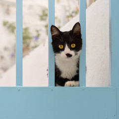 Black-white kitten on a blue door, Aegean island, Greece, Europe 
