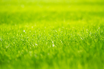 Plakat Background of a fresh spring green grass. Spring backdrop.