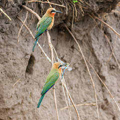 White-fronted Bee-eater