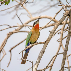 White-fronted Bee-eater